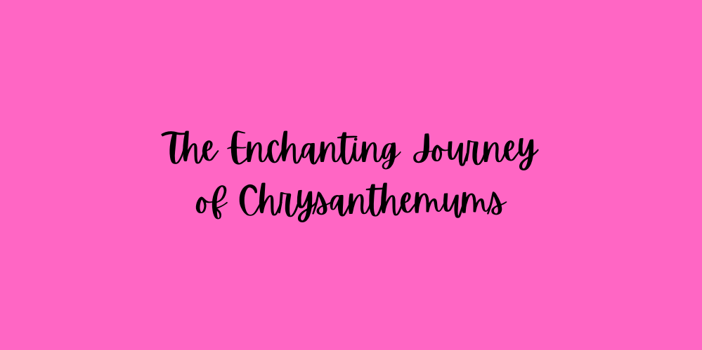 The Enchanting Journey of Chrysanthemums