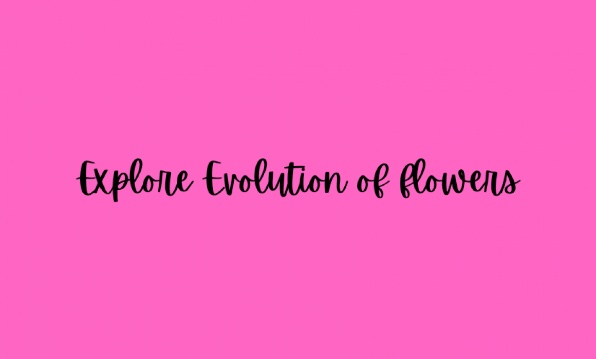 Explore Evolution of flowers