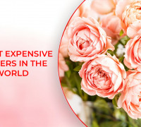 7 Most Expensive Flowers in the World