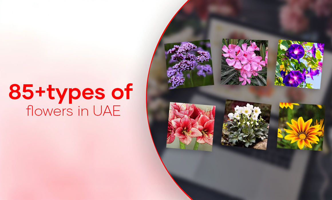 Types of Flowers: A Comprehensive Guide to 87 Beautiful Varieties