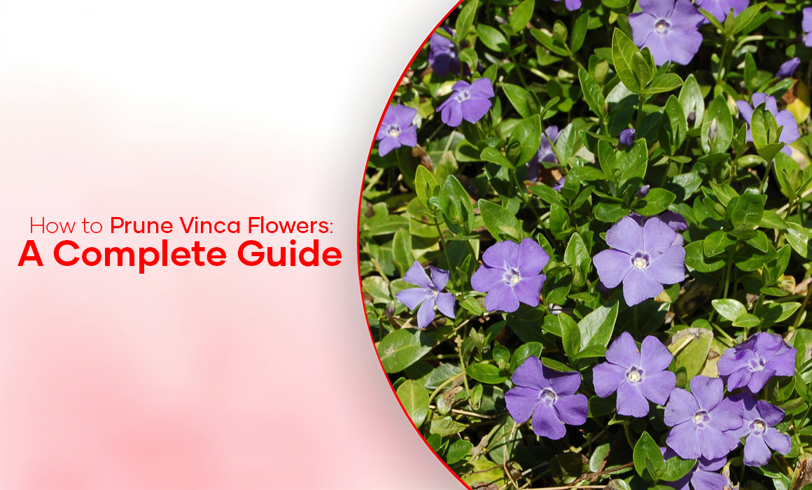 How to Prune Vinca Flowers: Complete Care Guide