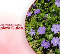 How to Prune Vinca Flowers: Complete Care Guide