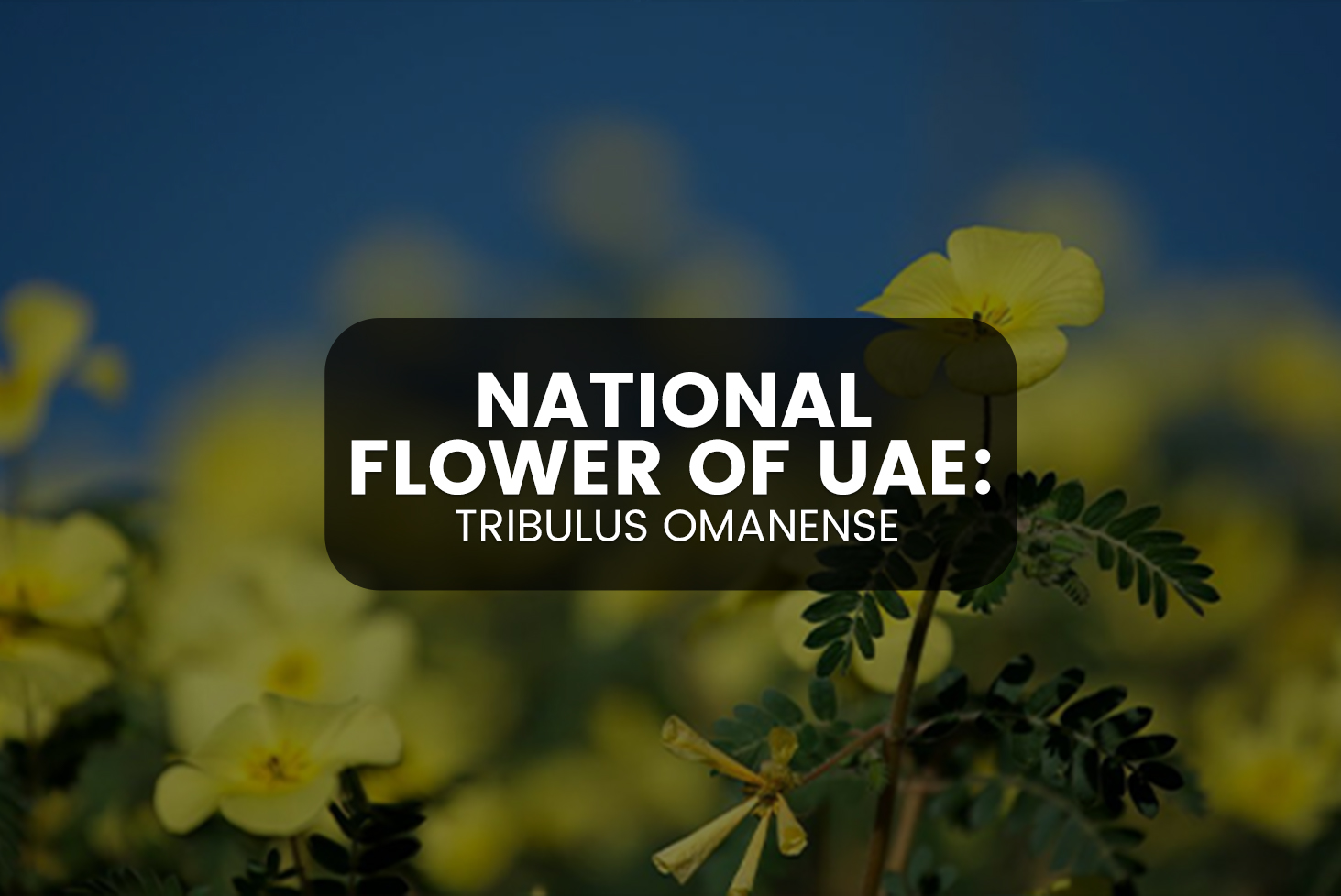 National Flower of UAE: Tribulus Omanense