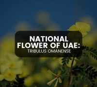 National Flower of UAE: Tribulus Omanense