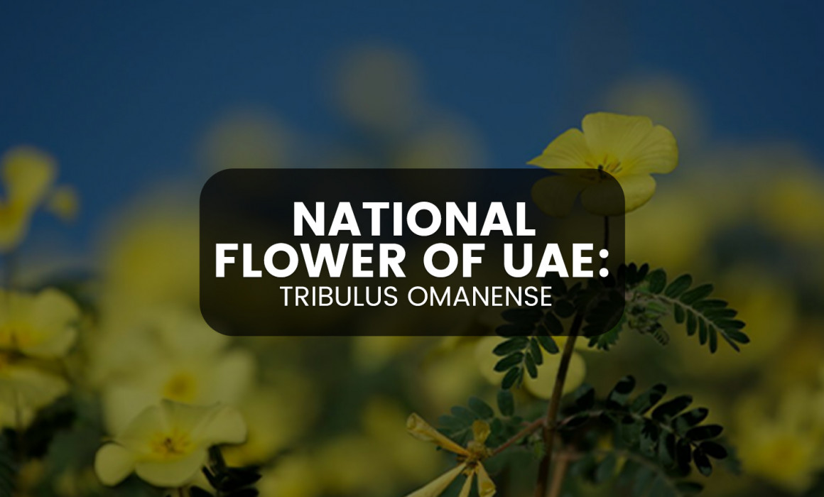 National Flower of UAE: Tribulus Omanense